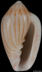 Marginella cosmia (South Africa, 11,4mm) F++ €6.00 (specimens for sale are 10-11mm and are of the same quality as the specimen illustrated)