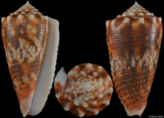 Conus moluccensis (Philippines, 44,3mm)