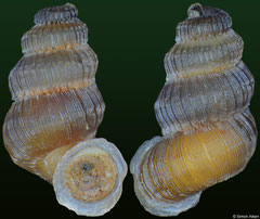 Wrightudora garridoiana (Cuba, 8,9mm) F++ €5.00 (specimens for sale are 8-9mm and are of the same quality as the specimen illustrated)
