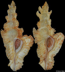 Pterynotus elongatus (Madagascar, 86,6mm, 84,4mm)