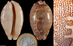 Cypraea mappa form 'geographica' (Philippines, 44,3mm)