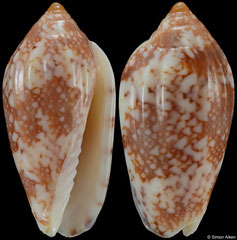 Plicoliva zelindae (Brazil, 19,7mm) F+/F++ €25.00