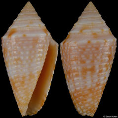 Conus ogum (Brazil, 21,2mm)