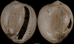 Ponticypraea egregia (Victoria, Australia, 15,4mm) (Paratype 1) Aldingian-Priabonian fossil