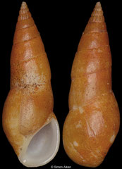 Moerchiella kilburni (Madagascar, 19,4mm WRS)