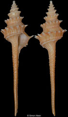 Columbarium caragarang (Queensland, Australia, 58,6mm)