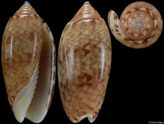 Americoliva reticularis form 'ernesti' (Caribbean Panama, 37,1mm)
