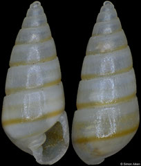 Orinella pulchella (Philippines, 4,9mm)