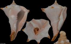 Tudivasum simonaikeni (Tanzania, 47,5mm)