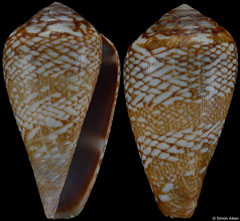 Conus cacao (Senegal, 30,8mm, 29,2mm) F+++ €7.00 (specimens for sale are 29-30mm and are of the same quality as the specimens illustrated)