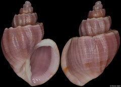 Scalptia androyensis (Madagascar, 15,3mm)