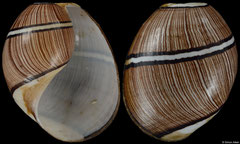 Hydatina zonata (Madagascar, 32,8mm)