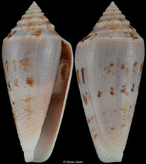 Conus compressus (South Australia, 40,4mm) F+++ €13.00 (specimens for sale are 39-40mm and are of the same quality as the specimen illustrated)