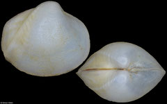 Poromya sumatrana (Philippines, 6,5mm)