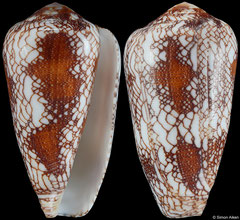 Conus pennaceus (Mozambique, 49,3mm)