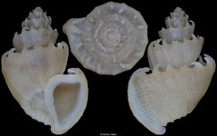 Trigonostoma thysthlon (Philippines, 16,2mm)