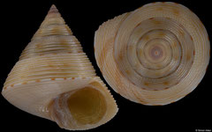 Calliostoma perfragile (South Africa, 21,1mm)