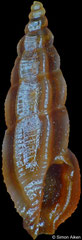 Pseudorhaphitoma chocolata (Philippines, 6,6mm)
