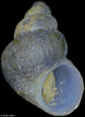 Eatoniella caliginosa (South Shetland Islands, 2,2mm)