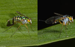 Green long-legged fly (Austrosciapus connexus), Perth, Western Australia