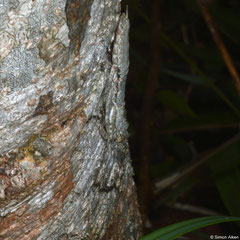 Praying mantis (Humbertiella sp.), Bokor Mountain, Cambodia