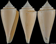 Conus teramachii (Madagascar, 72,4mm)