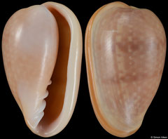 Bullata analuciae (Brazil, 28,6mm)