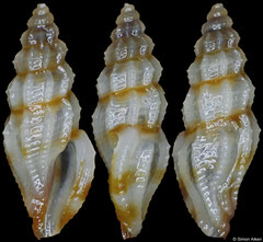 Guraleus sp. (Philippines, 6,4mm)
