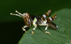 Grasshopper (Acridomorpha sp.) nymph, Balut Island, Philippines
