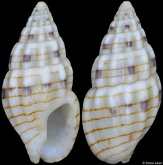 Anachis gaskoini (Pacific Mexico, 7,9mm)