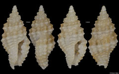 Hemilienardia sp. (Philippines, 3,5mm, 3,4mm)