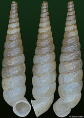 Brachypodella imitatrix (Dominican Republic, 10,7mm) F+++ €15.00
