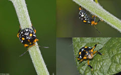 Stink bug (Asopinae sp.) nymph, La Cumbre, Dominican Republic