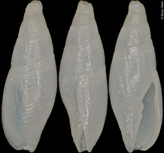 Carinomitra saltata (Tuamotu, 5,4mm)
