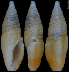 Otitoma cyclophora (Philippines, 7,2mm)
