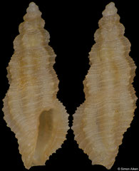 Pseudorhaphitoma cf. ornata (Philippines, 4,9mm)