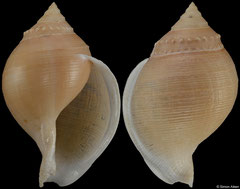 Galeodea alcocki (Philippines, 104,5mm)