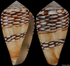Conus mercator (Senegal, 31,9mm) F++ €8.50 (specimens for sale are 31-33mm and are of the same quality as the specimen illustrated)
