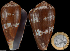 Conus tinianus (South Africa, 64,1mm)