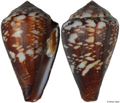 Conus isabelarum (Cape Verde, 27,5mm)