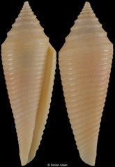 Conus insculptus (Thailand, 41,8mm)