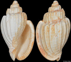 Austroharpa kendricki (Western Australia, 31,7mm) (Pliocene fossil)