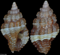 Hemilienardia sp. (Philippines, 3,2mm, 3,4mm)