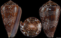 Conus dalli (Pacific Panama, 48,0mm)