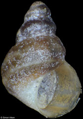 Laevilittorina umbilicata (South Shetland Islands, 2,2mm)