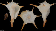 Tudivasum simonaikeni (Tanzania, 58,8mm)