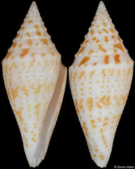 Conus rizali (Philippines, 36,0mm)