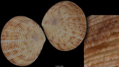 Semele duplicata (Madagascar, 49,9mm) with inset
