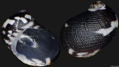 Synaptocochlea pulchella (Philippines, 3,4mm)