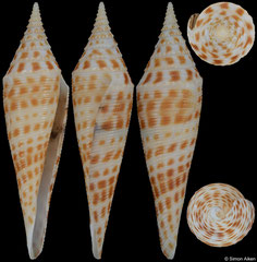 Conus edpetuchi (Brazil, 49,5mm)